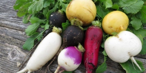 Repa i rotkvica: koja je razlika, šta je zdravije